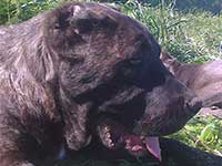 cane corso tigrato